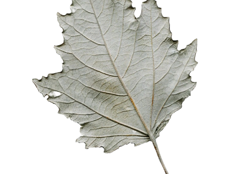 Quercus Alba Bark Extract